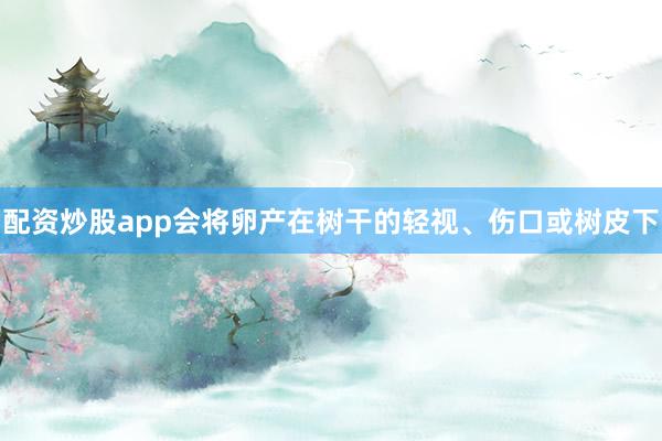 配资炒股app会将卵产在树干的轻视、伤口或树皮下